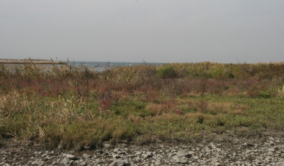 c0144185_1455426.jpg