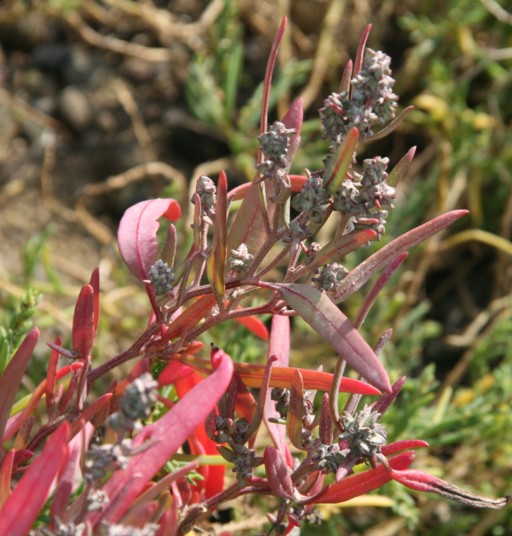 c0144185_1484193.jpg