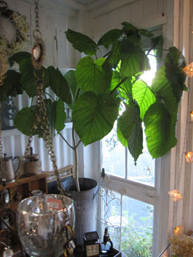 c0146487_18251941.jpg