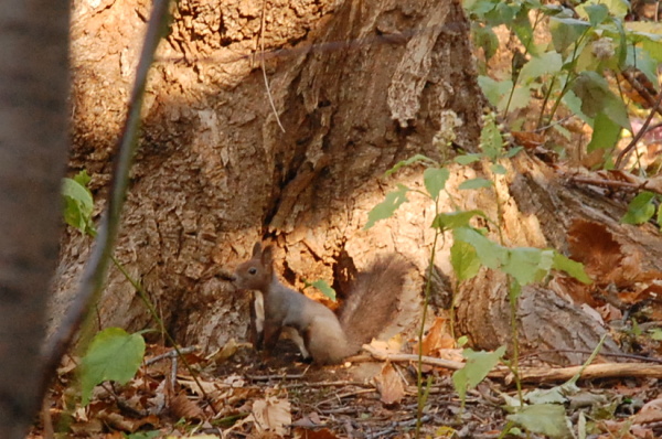 c0125899_1054696.jpg