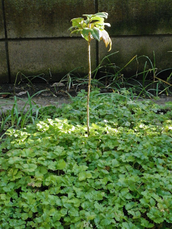 f0239100_1449489.jpg