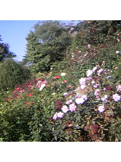 f0009509_16321468.jpg