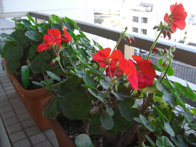 e0081334_03485.jpg