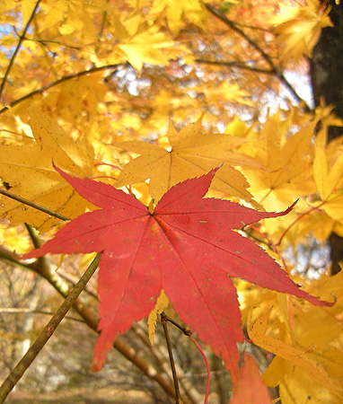 a0001354_21412268.jpg