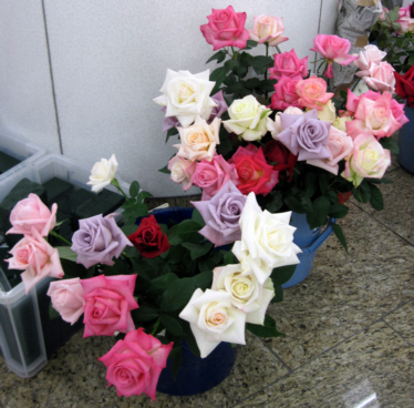 d0099791_1422314.jpg