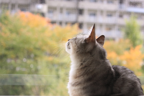 そろそろ? そとを眺めるお嬢さん