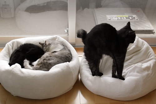 もぞもぞ 盛り合わせの隣で起き出す小僧