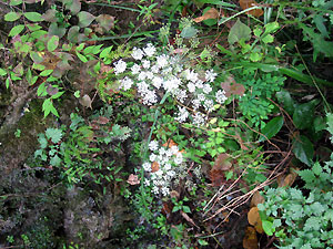 e0118904_21532529.jpg