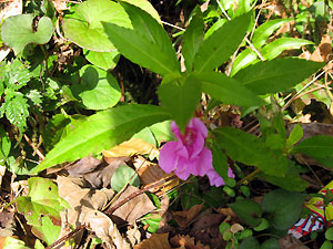 e0118904_2154275.jpg