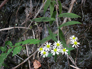 e0118904_21553794.jpg