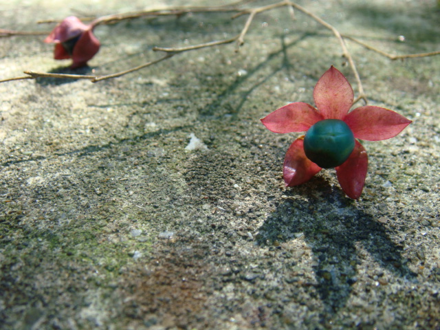 d0126508_2395494.jpg