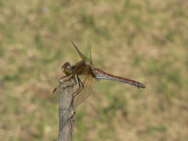 e0002314_19303840.jpg