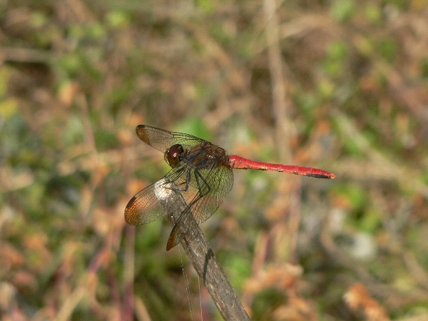 e0002314_19305270.jpg