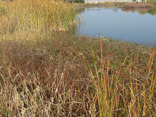 e0002314_19464818.jpg
