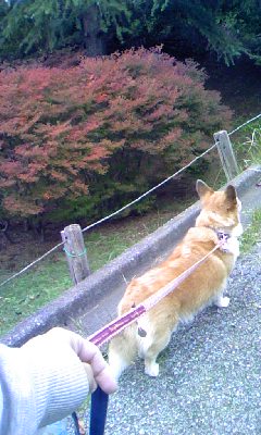c0150520_1134338.jpg