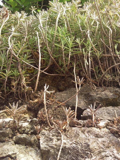 f0197325_11162771.jpg