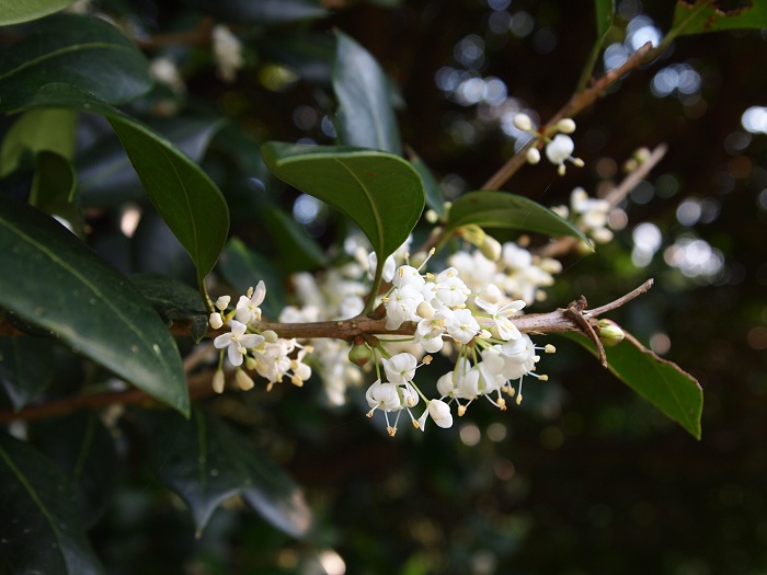 a0146442_85306.jpg