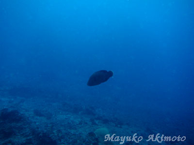 e0027447_1454046.jpg