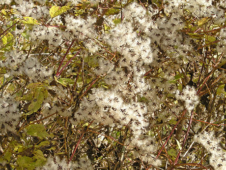 a0001354_21352027.jpg