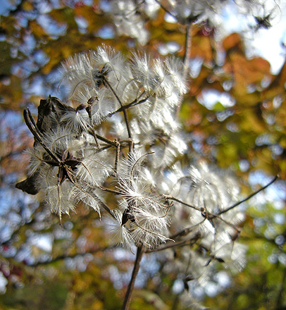 a0001354_21361646.jpg