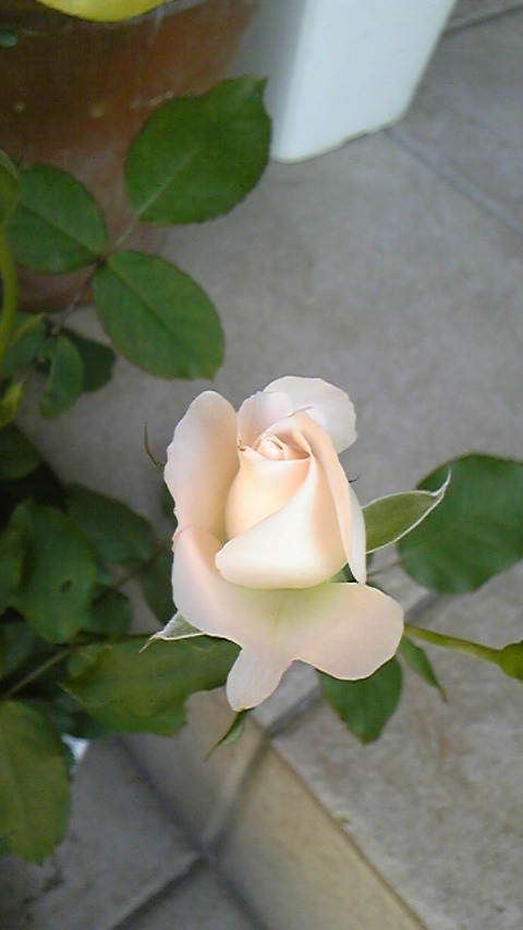 c0202870_8442057.jpg