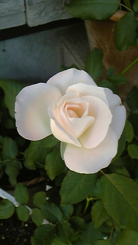 c0202870_844848.jpg