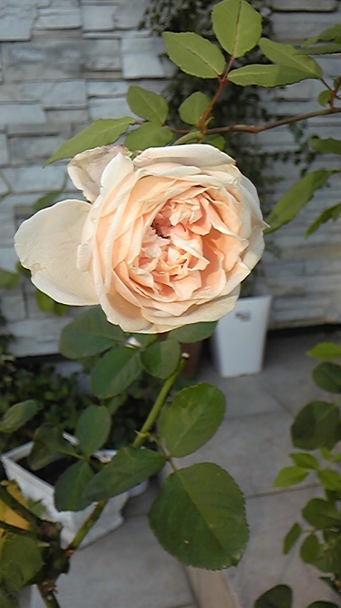 c0202870_8491771.jpg