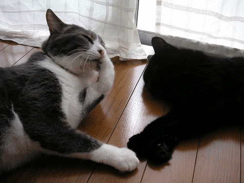 d0057595_2248540.gif