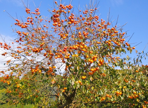 c0151898_1831230.jpg
