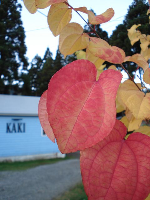 a0061599_6475180.jpg