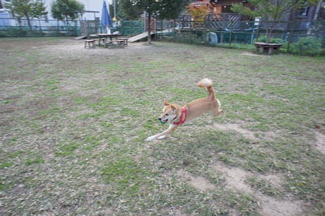 c0182706_17532628.jpg