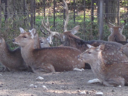 a0162251_1510414.jpg