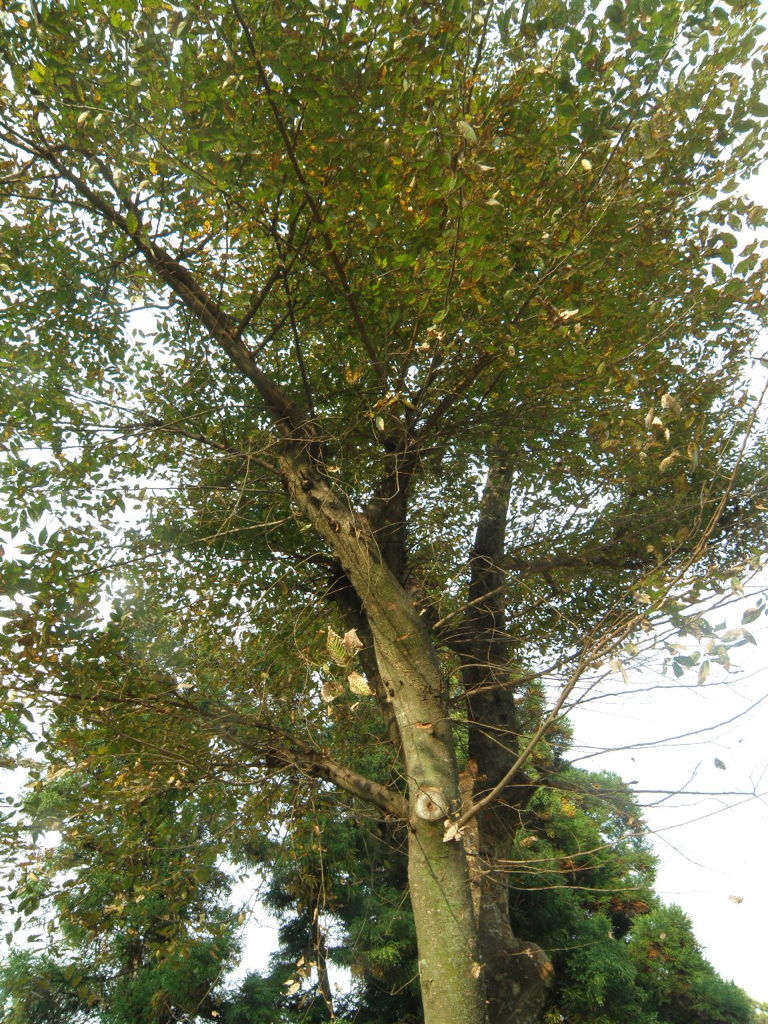 e0184558_932040.jpg