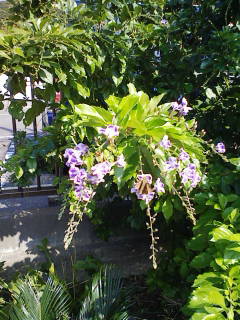 a0151071_14485831.jpg