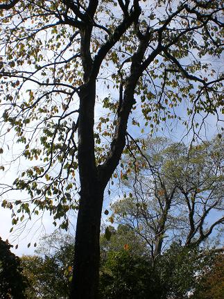 c0222471_146729.jpg