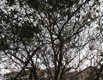 e0130185_13235054.jpg