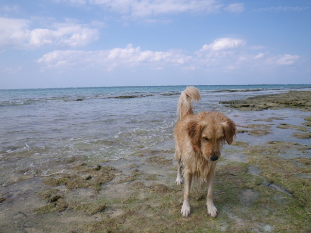 c0193396_1322961.jpg