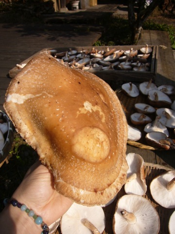 d0159198_2203146.jpg