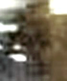e0103408_147476.gif