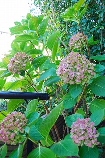 e0128909_1782551.jpg