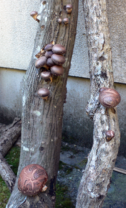 f0060424_8504866.jpg