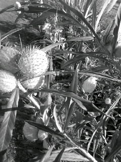 f0100480_218536.jpg