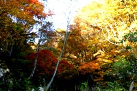 c0057781_1554543.jpg