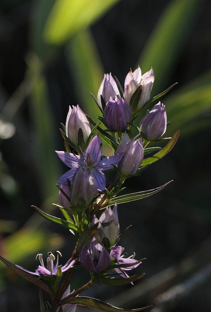 f0000789_1665884.jpg