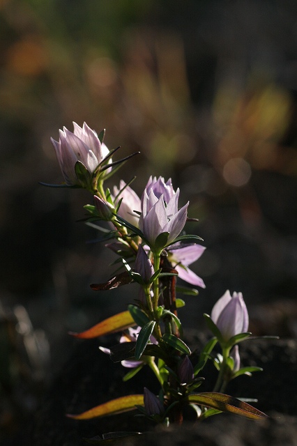f0000789_1672698.jpg