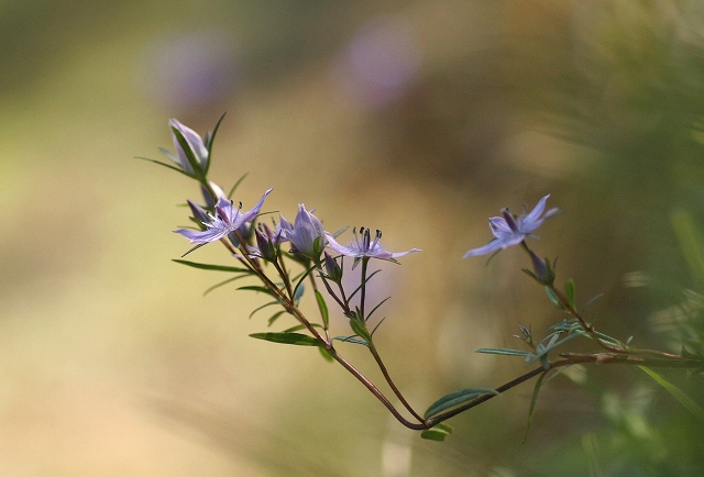 f0000789_1674565.jpg