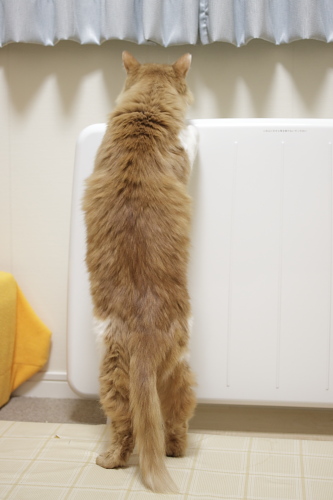 手足だって短くないぞ お発ち上がった琥珀の後ろ姿