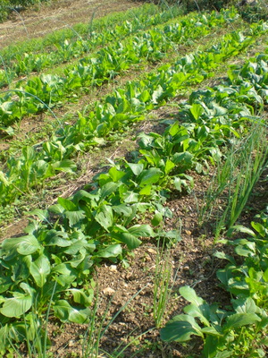 f0144707_167244.jpg