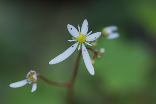 c0042418_9142720.jpg