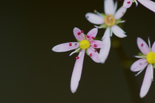 c0042418_9144254.jpg